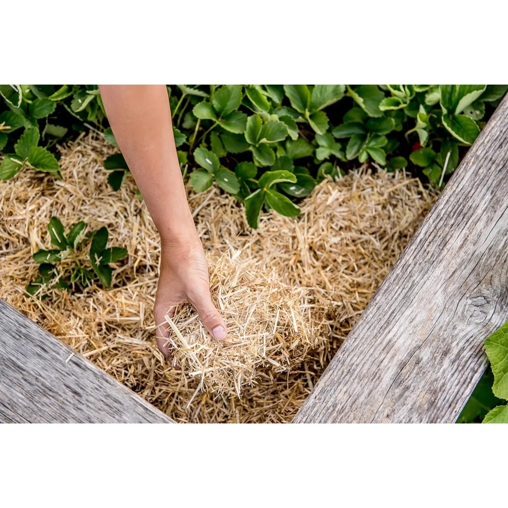 HealthiStraw GardenStraw Clean Premium Straw Mulch for Gardening, Lawn Seeding and Composting, 3 Cu Ft (Garden Coverage 100 sq ft)