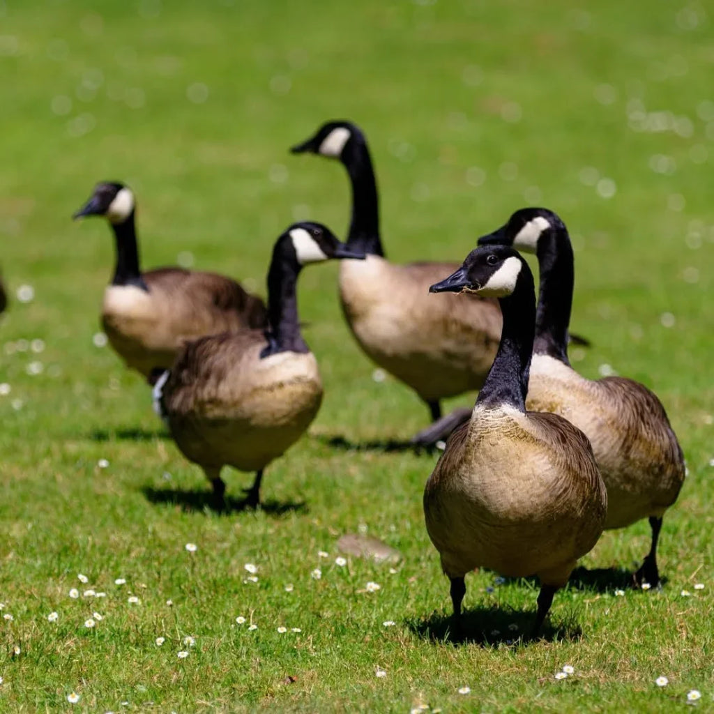 Epic Goose Scram All Natural Outdoor Granular Animal Repellent Resealable Bag, 10lbs