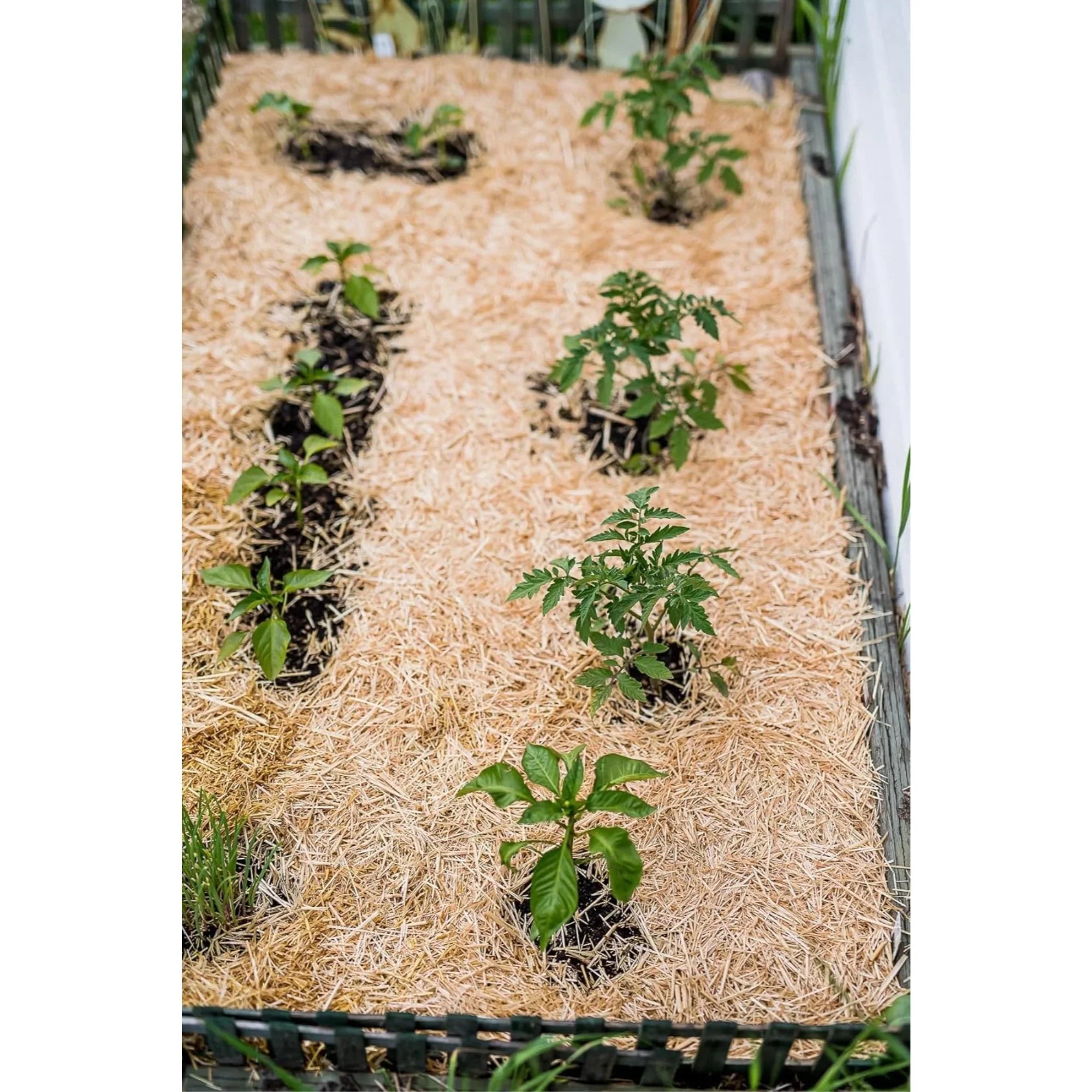 HealthiStraw GardenStraw Clean Premium Straw Mulch for Gardening, Lawn Seeding and Composting, 3 Cu Ft (Garden Coverage 100 sq ft)