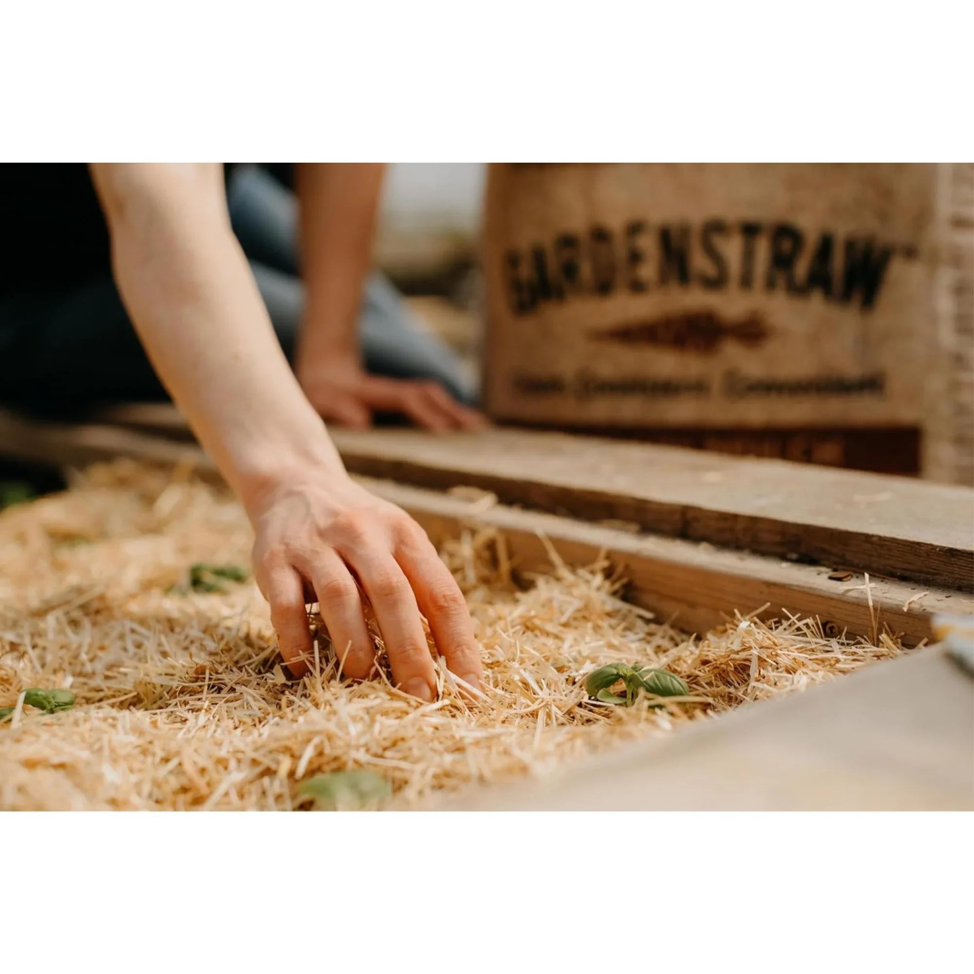HealthiStraw GardenStraw Clean Premium Straw Mulch for Gardening, Lawn Seeding and Composting, 3 Cu Ft (Garden Coverage 100 sq ft)