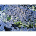 Giants Causeway Co Antrim Ireland - Area Designated A Unesco World Heritage Site with Basalt Columns Poster Print by The Irish Image Collection, 34 x 26 - Large